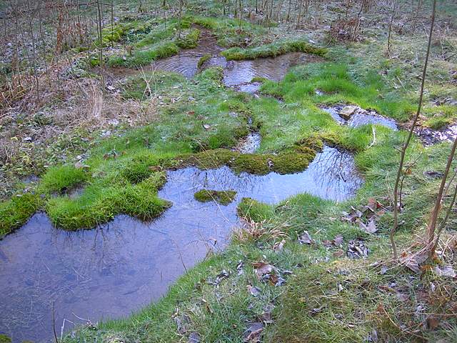 Ritorno  nel  bosco  alluvionale  di  Flh